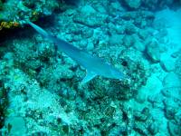 IMG_2576-JA Diving St Marten - Shark!