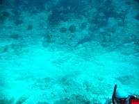 IMG_2577-JA Diving St Marten - Shark!