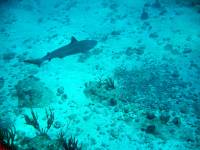 IMG_2580-JA Diving St Marten - Shark!