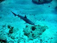IMG_2581-JA Diving St Marten - Shark!