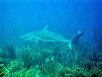 IMG_2582-JA Diving St Marten - Shark!