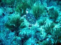 IMG_2588-JA Diving St Marten