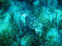 IMG_2590-JA Diving St Marten