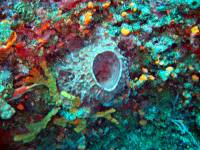 IMG_2595-JA Diving St Marten - Barrel sponge