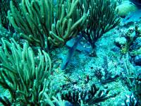 IMG_2596-JA Diving St Marten