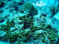 IMG_2611-JA Diving St Marten