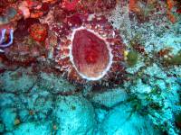 IMG_2622-JA Diving St Marten - Barrel sponge
