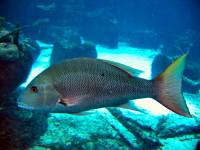 IMG_2684-JA Aquarium - Atlantis resort restaurant