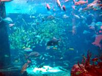 IMG_2695-JA Aquarium - Atlantis resort restaurant