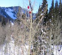 10-Mardi-Gras-Tree Mardi Gras tree, every ski resort seems to have one.